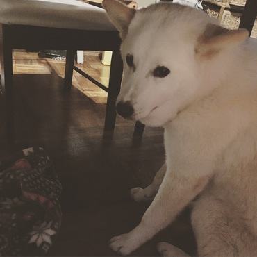 まるちゃん マムシに噛まれて凹んでます。