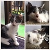 ☆クロシロ生後約2か月☆里親募集 サムネイル3