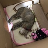 さて寝よう(( _ _ ))..zzzZZ...にゃん