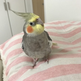 応募者多数の為、募集停止中