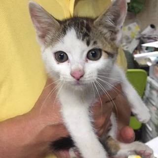 甘えん坊なオスです