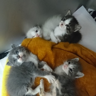 正式譲渡となりました！