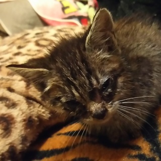 保護した子猫の里親を募集します。