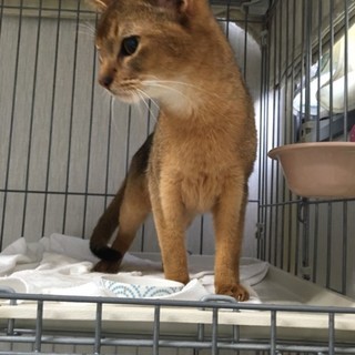 繁殖所から保護した７匹のご縁探し中