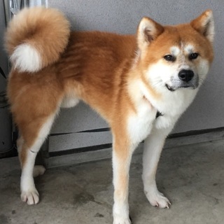 イケメンな秋田犬