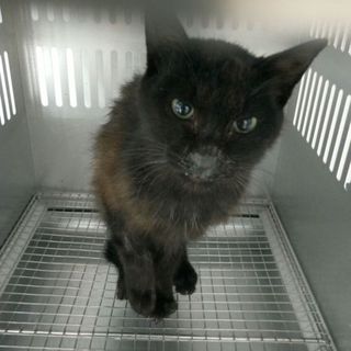 期限！明日の朝迄！生後半年位の子です！