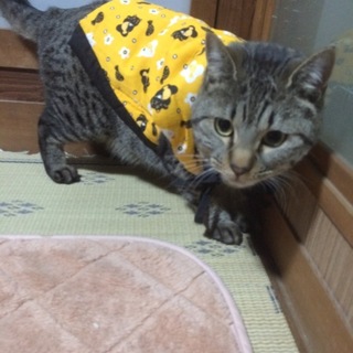 2歳オス猫の里親募集中！