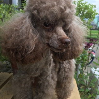 プードル