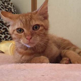 茶トラ♂甘えたです