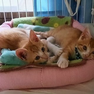 気立ての良さは獣医さんのお墨付き。片方でも一緒でも