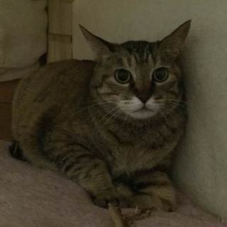 キジトラ女の子です