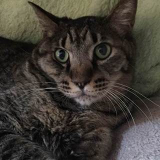 キジトラ男の子