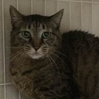 キジトラ女の子