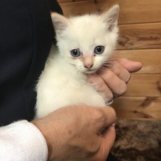 5週目 子猫