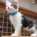 あまあま♡長毛キジ白子猫おこわくん里親募集