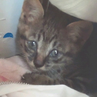 とても性格の可愛い仔猫の里親募集