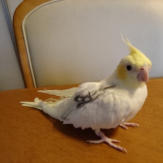 オカメインコ(訳あり)里親決定