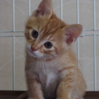 元気いっぱいパワフルな茶トラの里親さん募集です