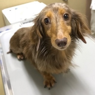 マイペースで甘えん坊です。