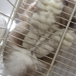 「※虐待ではないです。」サムネイル3