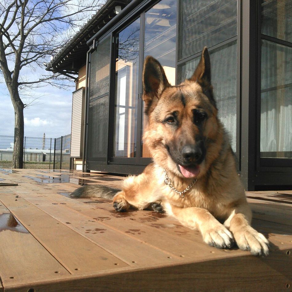 モモのカバー写真