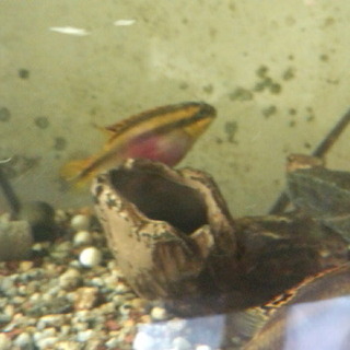 ペルマト.ネオンドワーフ.赤コリ