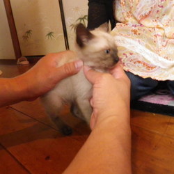 里親さん募集、６匹子猫　その５