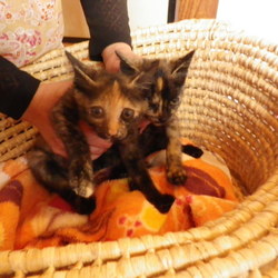 里親さん募集、６匹子猫　その６