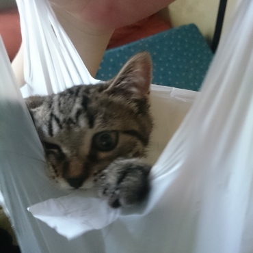 いたずら 袋バージョン