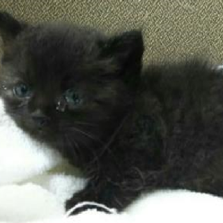 足の短いマンチカンっぽい子です！期限7月9日迄！