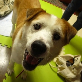 いつもご機嫌＆世界一の寝顔を持つちょい爺ワンコ