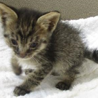 14匹の飼猫が飼い主の事情により持込されました！③