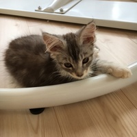 ココ