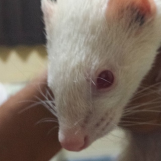 とっても大人しいフェレットです