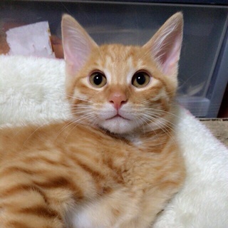 ちゃ太郎（生後４ヶ月）