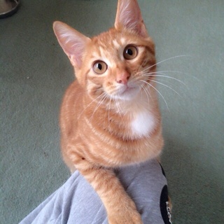 ちゃちゃ丸（生後４ヶ月）