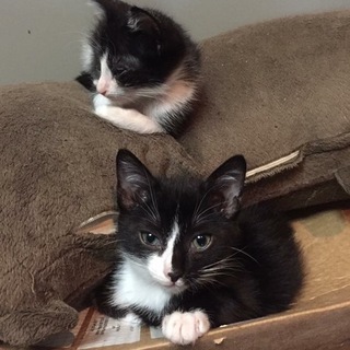 イケニャン、サック里親募集中！