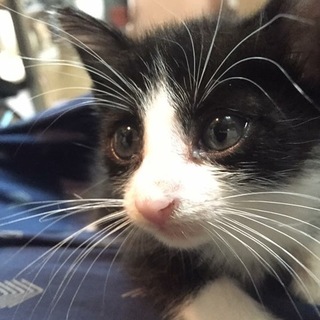 ギズモ 里親募集中！