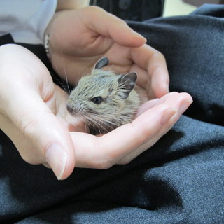 デグーマウス 6/4生まれ 1匹 おそらく雄