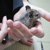 デグーマウス 6/4生まれ 1匹 おそらく雄 サムネイル2