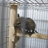 デグーマウス 6/4生まれ 1匹 おそらく雄 サムネイル3