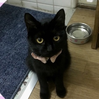 肩に乗るのが大好き!まん丸オメメのお利口さんv