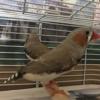 錦華鳥5羽里親さん募集中