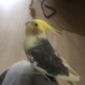 オカメインコの里親募集中です！
