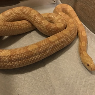 コーンスネークの里親募集