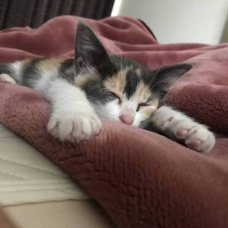 おもしろ三毛柄