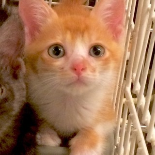 茶白子猫ちゃん