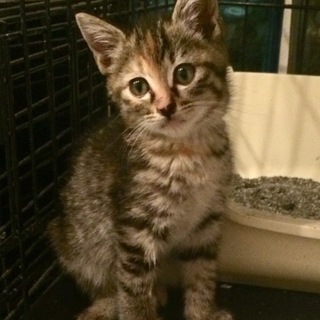 キジトラ子猫ちゃん