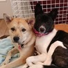 野犬を増やさない会【倉敷】(保護活動者)