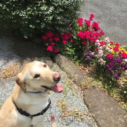 「nohana」サムネイル2